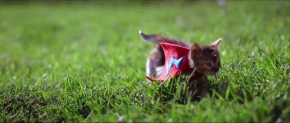 Download Video: Slow Motion Flying Kittens against Flying Puppies Battle!!! Who's gonna win?!?