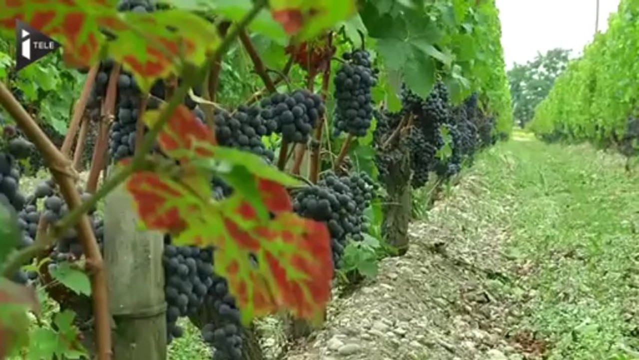 Les vignerons s'inquiètent des vendanges tardives