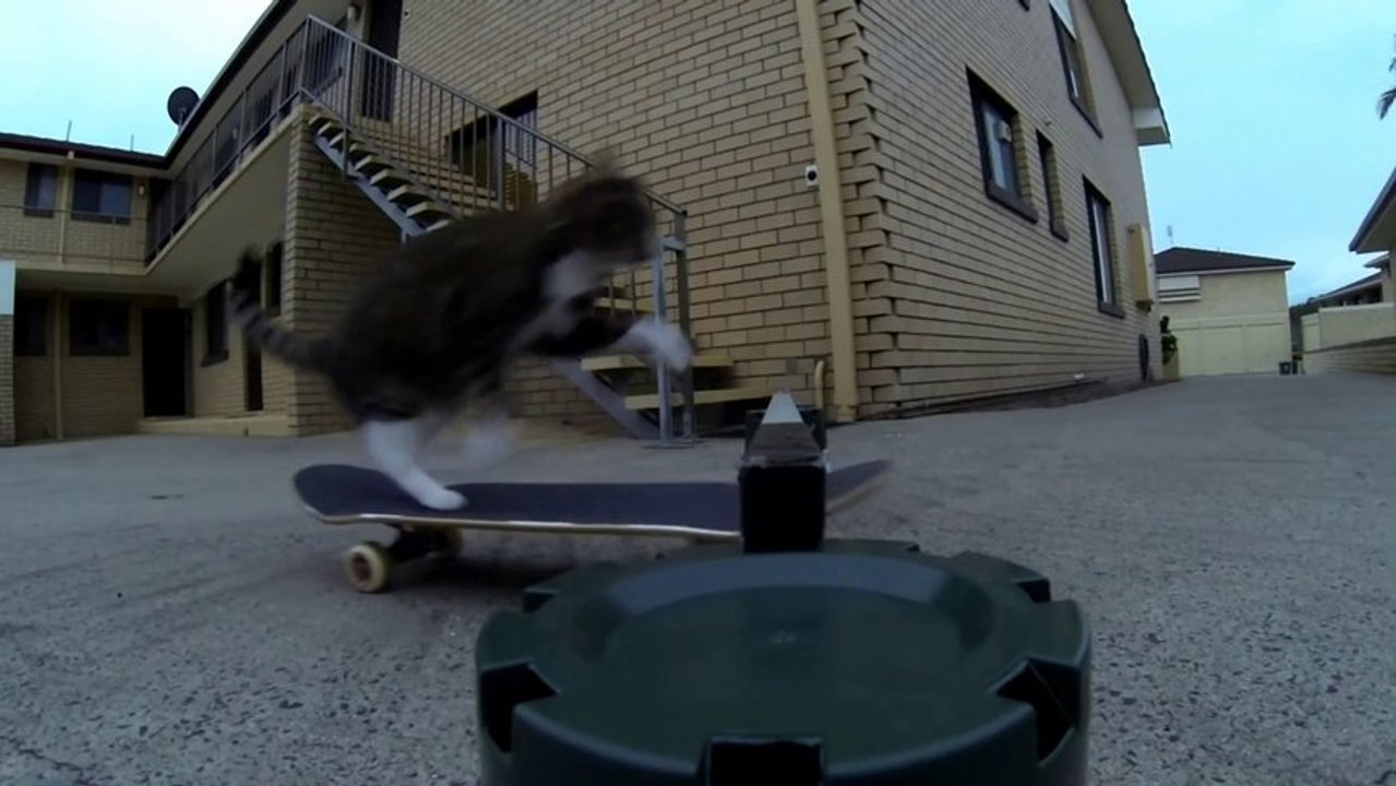 Un chat fait un hippy jump en skateboard