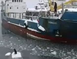 Rusya'da buz parçası üzerinden köpek kurtarma operasyonu