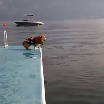 Nouveau clip de SAIL?? Lol le chien qui saute en synchro!!