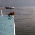 Funny dog diving on the 