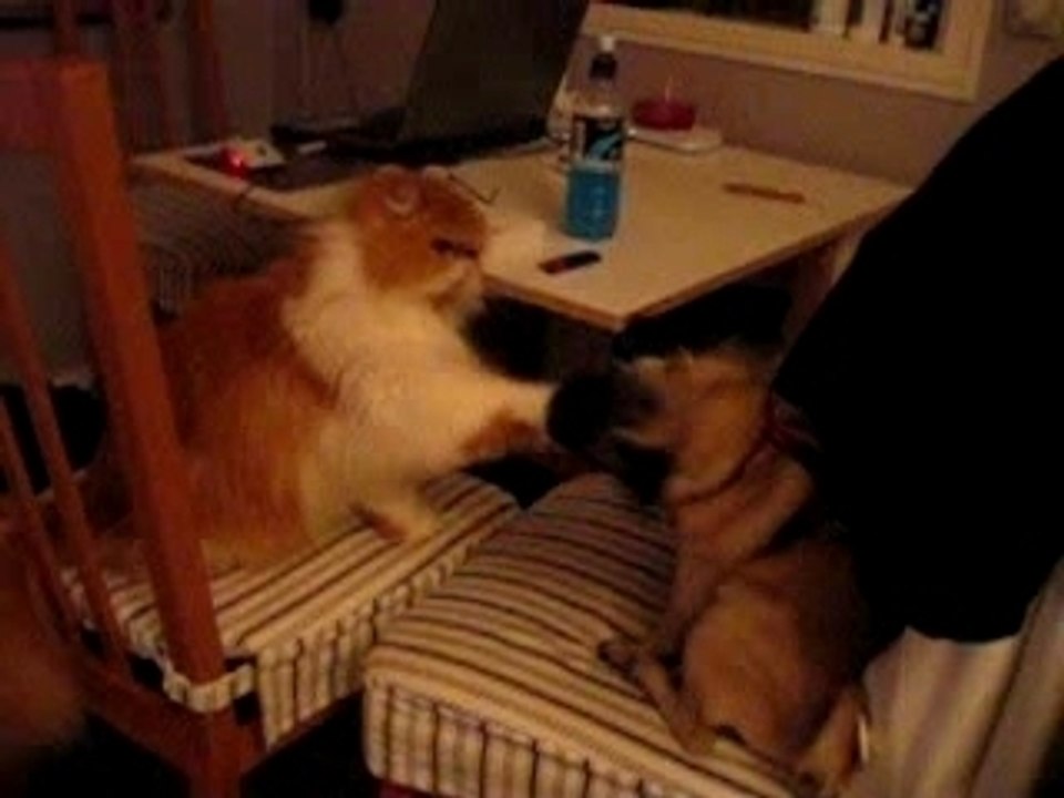 Monty vs. joy