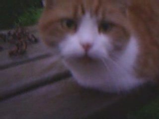 ...Un chat sans pattes.