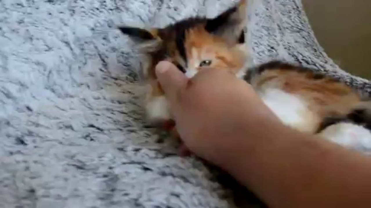 imako du doux chant felin