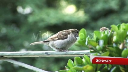 Pages Lower Thirds - After Effects Template