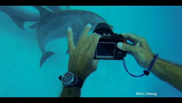 Nager avec les Dauphins en mer rouge
