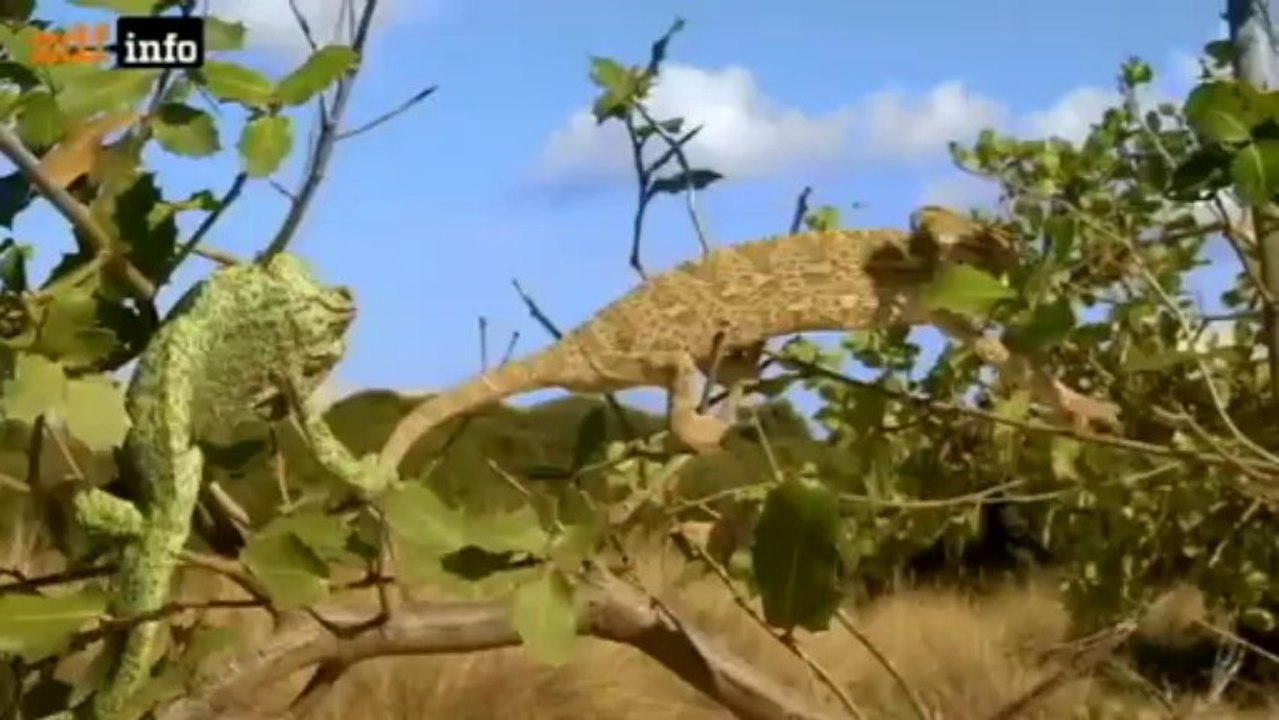 Chamäleon - Leben in Farbe