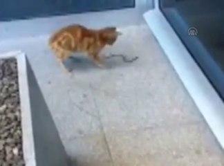 Kedi ile yılanın kavgası