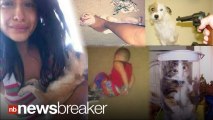 Woman Posts Photo of Dog in Blender; Tweets ‘Follow Me or I’ll Blend My Dog’
