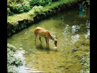 小さな生き物~野生のポルカ~