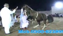 Horse Dance In Gujrat Ch Zafar Iqbal Dhonjak
