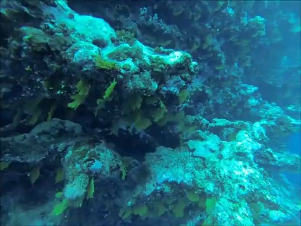 Plongée sur le piton de la pointe Oti (presqu'île de Tahiti) avec Tahiti Iti Diving