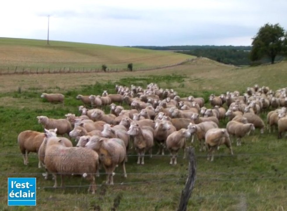 Un loup photographié en Haute-Marne. La propriétaire de l'exploitation témoigne