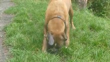 Zeppo at the beach and in a pond