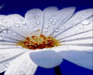 DOSTLAR MERHABA-ersen ve dadaşlar