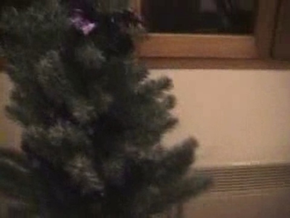 Un sapin