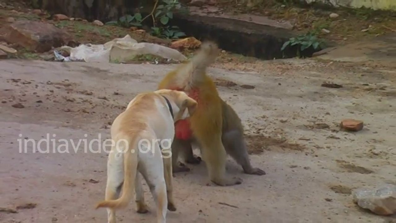 Dog and Monkey - Funny video