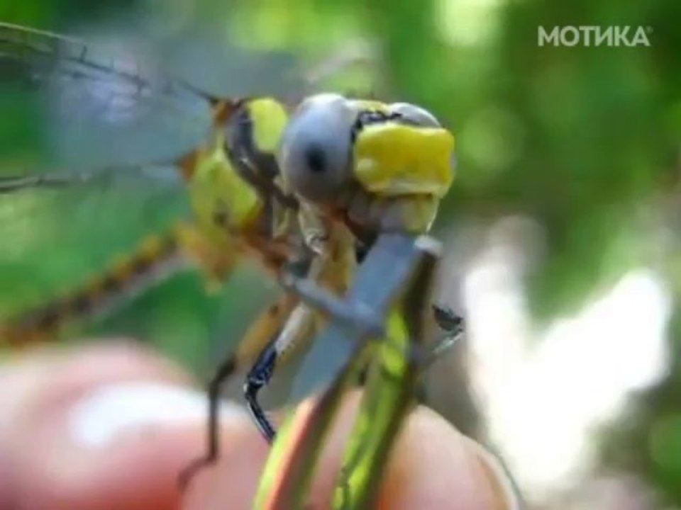 МОТИКА: Човек со рака храни самовилско коњче и го враќа во живот