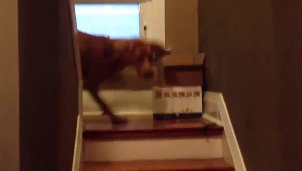 Reveiller son chien flemmard avec des bruits de raton laveur!