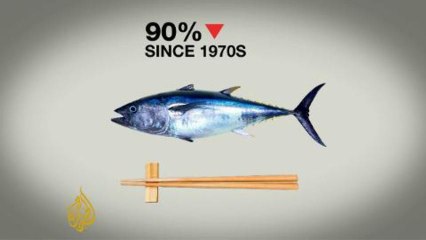 Hong Kong bans shark fins at official functions