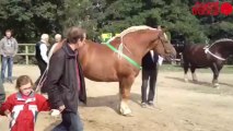 Concours national du cheval breton - Cheval breton à Lamballe
