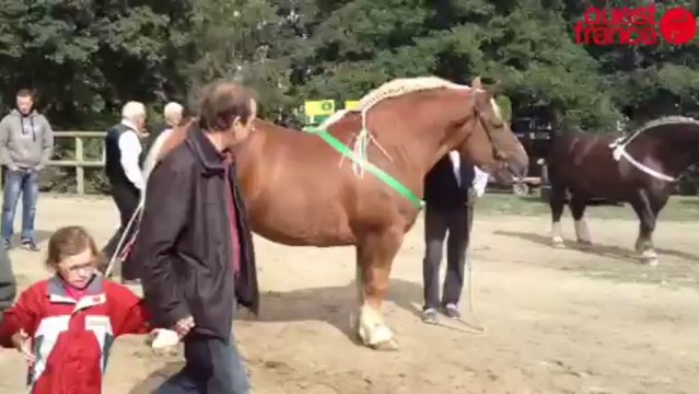 Concours national du cheval breton - Cheval breton à Lamballe