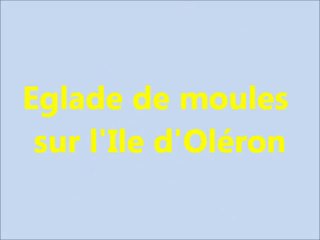 Eglades de Moules établissement Joubert Ile d'Oléron