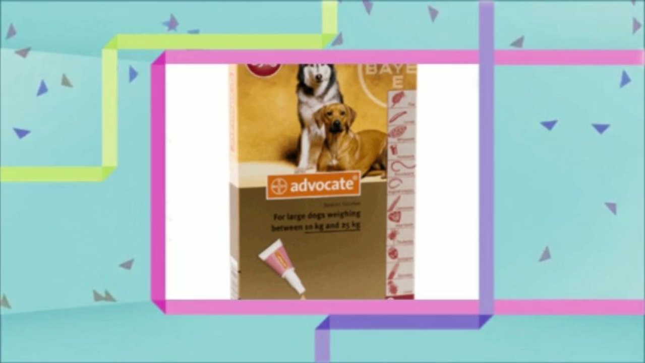 Our Pet World Singapore Reviews Pit World Tour ft. Pitbull