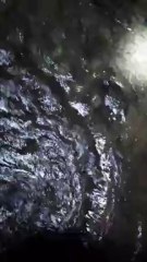 Blu and Pearl the river chase