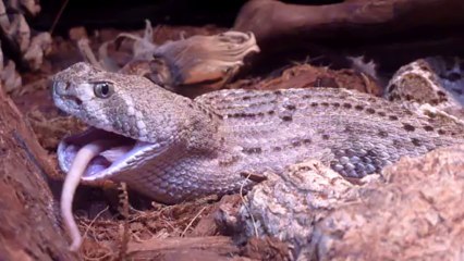 Crotalus atrox eating