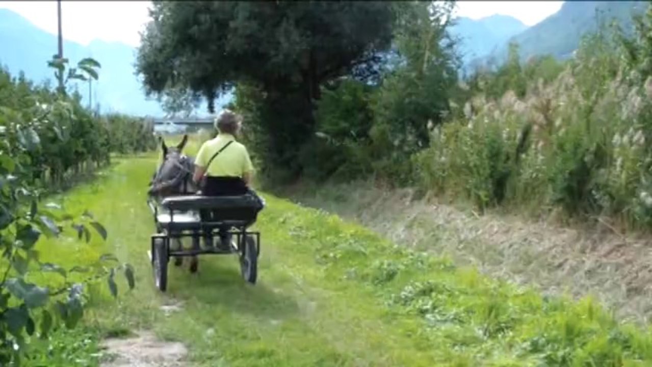 Mes ânes. Pipo, jolie balade