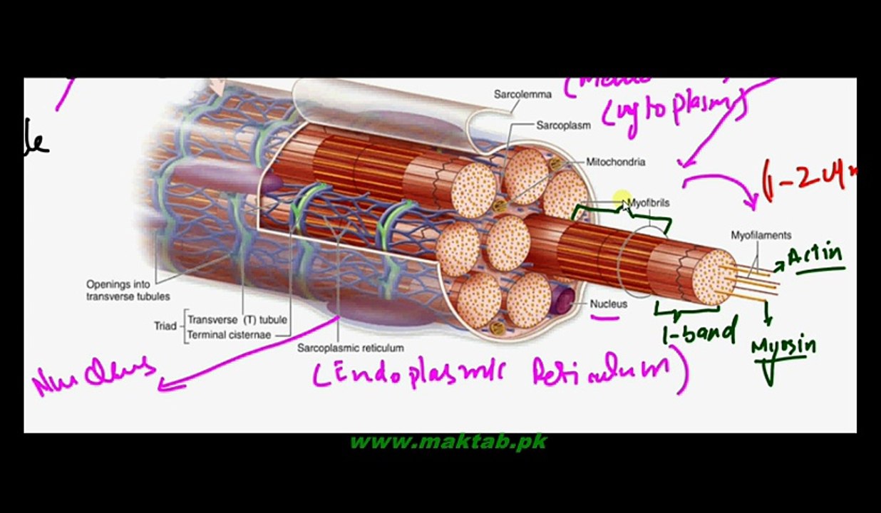 FSc Biology Book2, CH 16, LEC 12, Skeletal Muscles and Sliding Filament Model