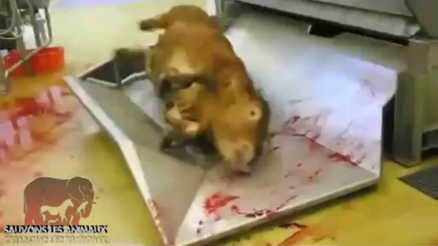 Action barquette - Et si c'était vous (14.09.2013)