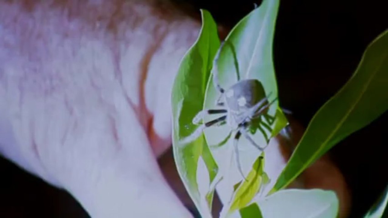 Dunkle Wildnis Raeuber der Nacht S01E02 Krokodile und Alligatoren