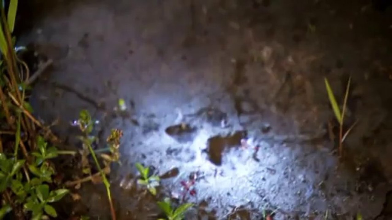 Dunkle Wildnis Raeuber der Nacht S01E03 Woelfe