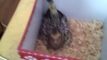 punky my pet bird only 4 weeks old