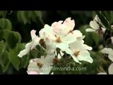 Clusters of beautiful white roses