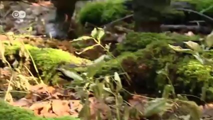 Der Hainich - Nationalpark und Weltnaturerbe | Hin