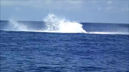 le saut de la baleine à bosse