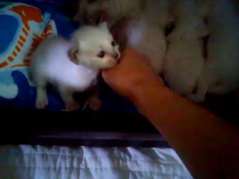 chatons sacré de birmanie de 17 jours avec maman