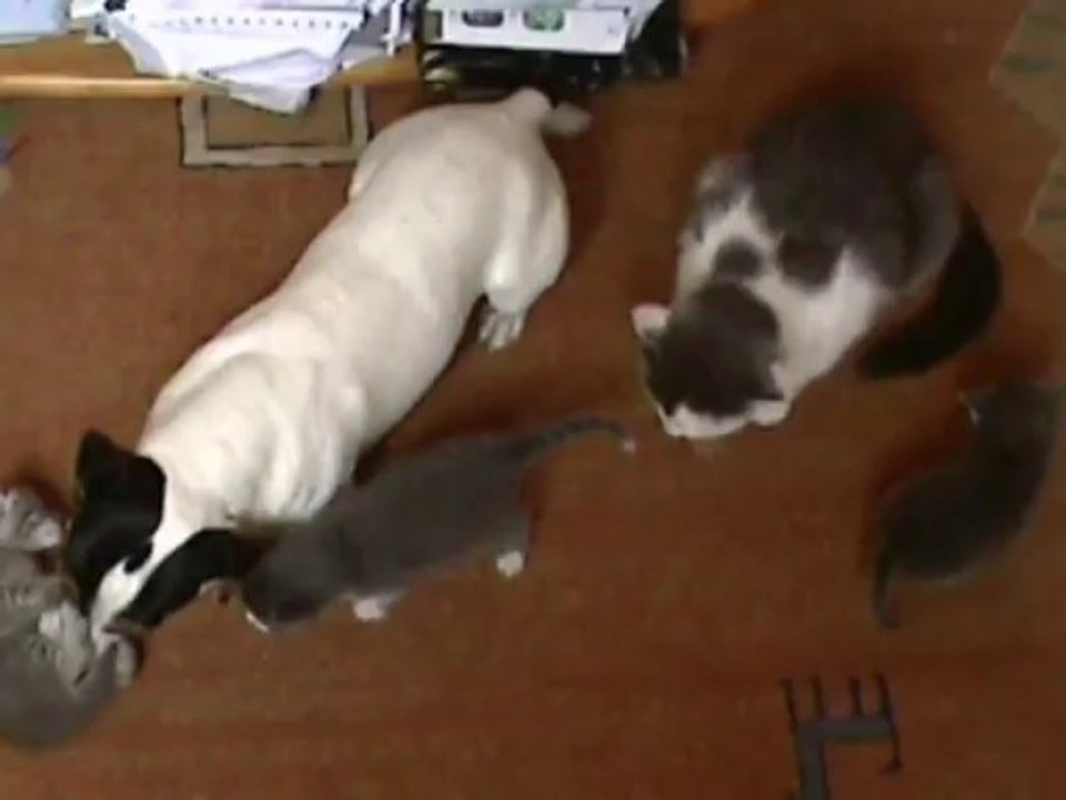 Le jack russel est un bon papa