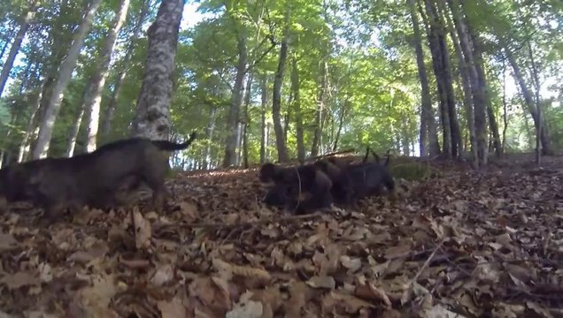 chiots teckels poil dur (6 semaines) LES GRANDS SAPINS DE LA DRYE