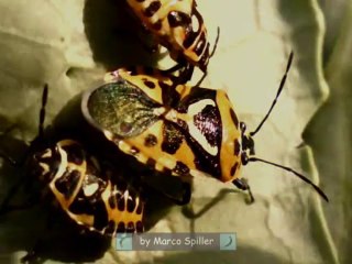 Eurydema ventralis - adults and nymphs