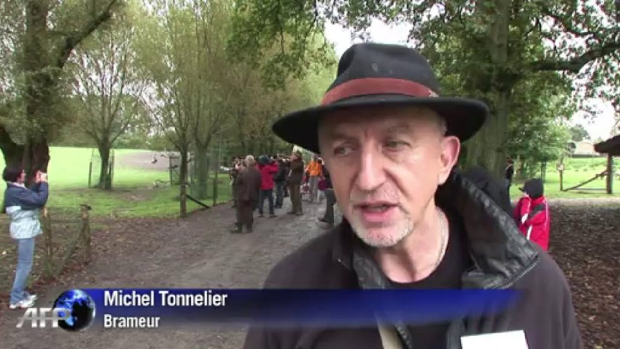 Insolite: premier concours de brame de cerf en France