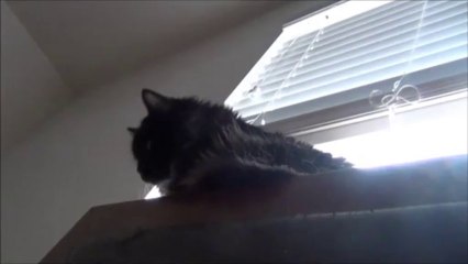 Señor Gato no joda porfavor quiero dormir