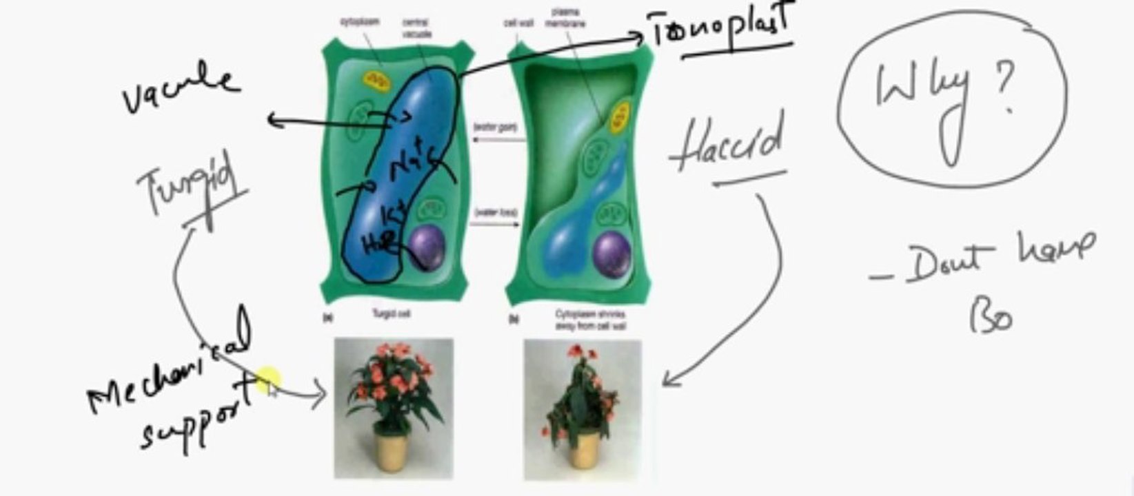 FSc Biology Book2, CH 16, LEC 1, Concept and Need, Support in Plants
