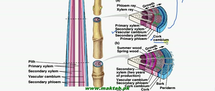 FSc Biology Book2, CH 16, LEC 2, Significance of Secondary Growth in Plants