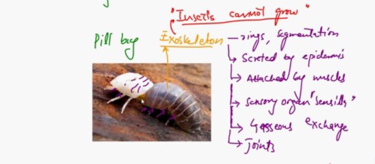 FSc Biology Book2, CH 16, LEC 5, Support and Movement in Animals