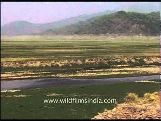 Cheetal Deer and the landscape of Corbett National Park